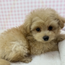 コロコロふわふわ！ポメプーくん☺️