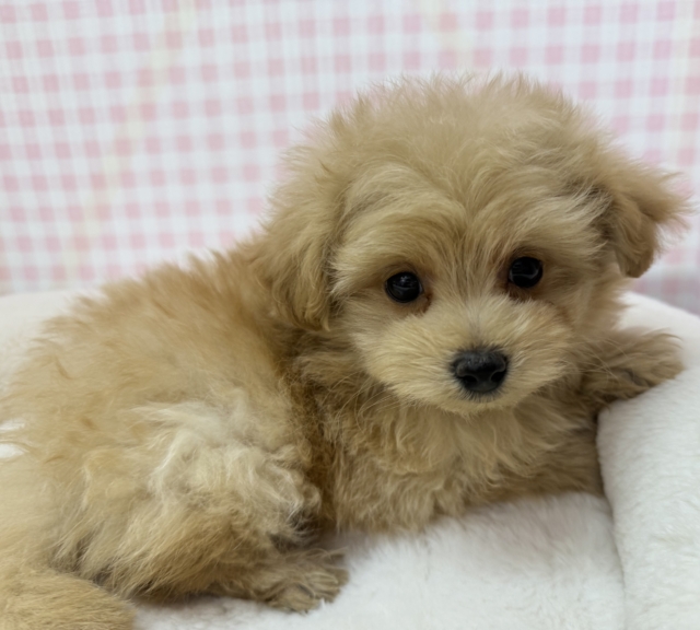 コロコロふわふわ！ポメプーくん☺️