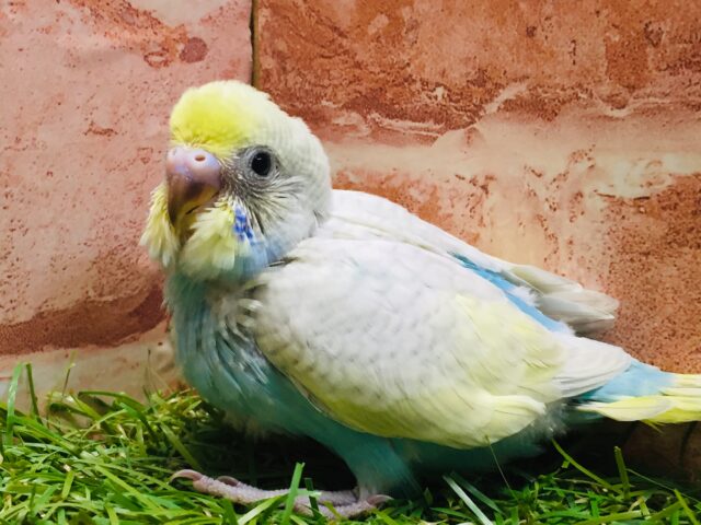 ③💗💛💙💚🌈セキセイインコ（レインボー系）🌈💗💛💙💚