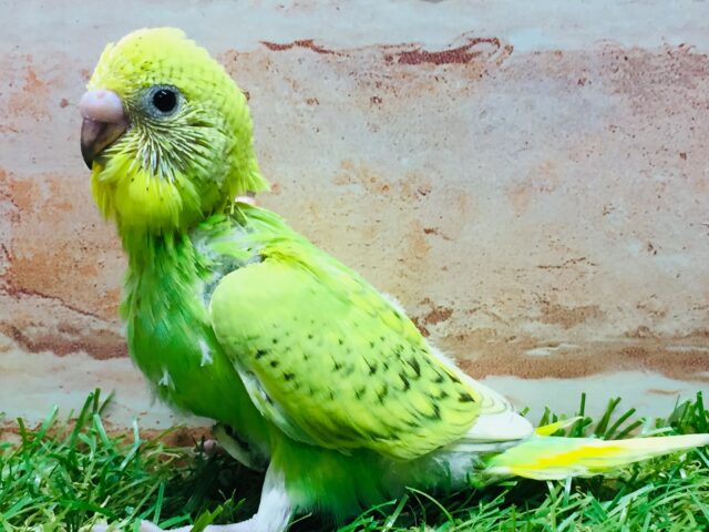 💚グリーンスパングルカラーのセキセイちゃんがやってきましたよ～💚　セキセイインコ（スパングル）