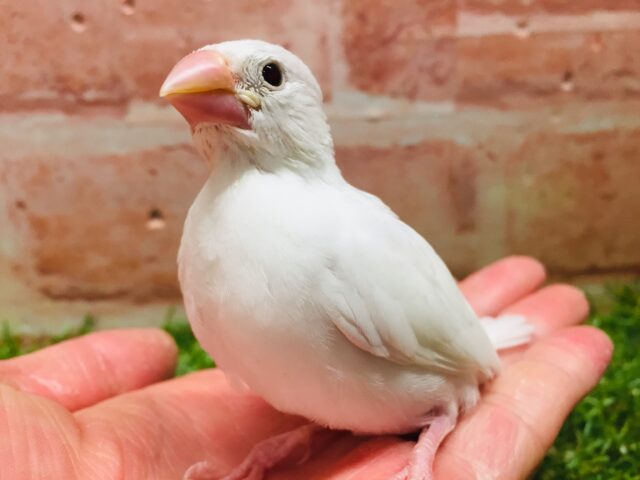 大人気！！白文鳥さんがやってきましたー(*’▽’)✨✨