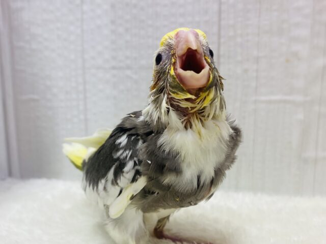 大きなお口に吸い込まれちゃう😳‼️Bigbabyオカメインコパイドカラー⭐️