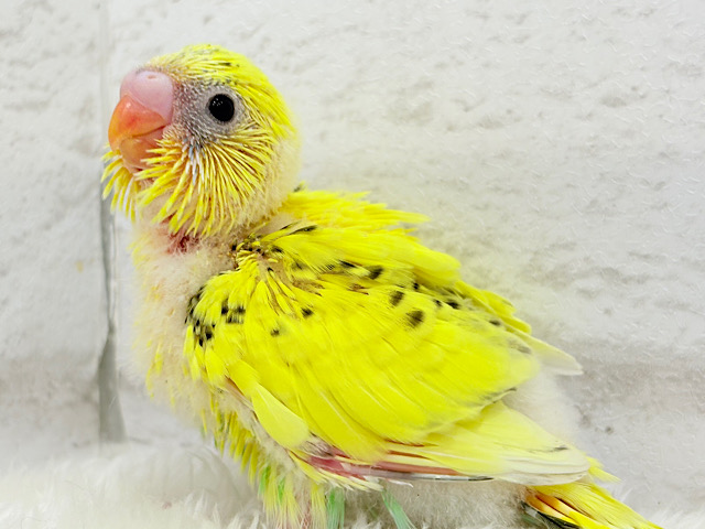 のりたまちゃんとピクニック🐣🍱🌷セキセイインコ(黄色ハルクイン) ヒナ