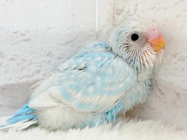 スッキリ爽やか青空カラー🩵セキセイインコ(スパングル) ヒナ