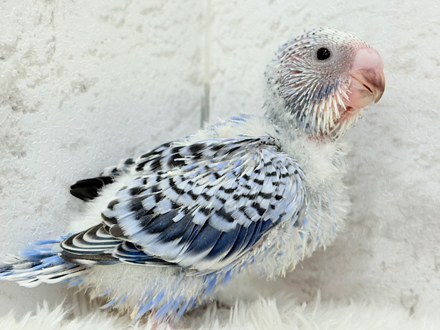 もぎたて摘みたて甘々ブドウ🍇セキセイインコ(オパーリン) ヒナ