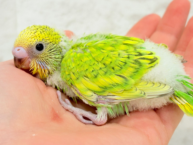 甘える準備出来てます♡セキセイインコ(スパングル) ヒナ