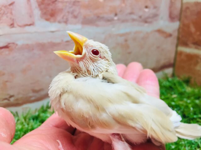 ミルクティーカラーの文鳥さんがやってきましたよ～🎵🎵　（シナモン文鳥）