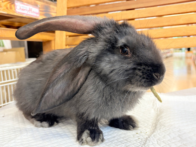 【動画更新🪄】BIGBABY🐰🍼優しさの塊ちゃん♡フレミッシュジャイアント(ブラック) 女の子