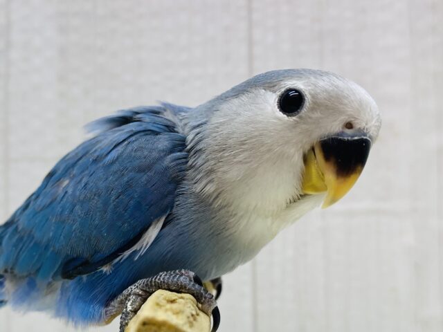 最新画像有ります❗️キリッとブルーでキメちゃうよ〜😎✨コザクラインコのブルーチェリー💜