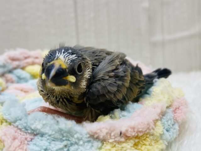 ちょこっと入る白がチャームポイント💓桜文鳥🌸