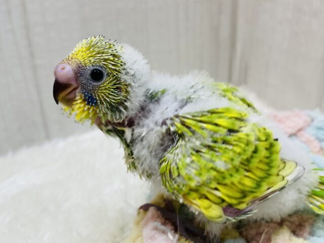 ワタワタに包まれた元気っ子⭐️セキセイインコのスパングル💫