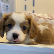 可愛すぎるーっっ！キャバリアくん❣️