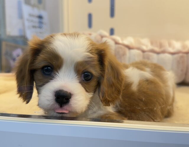 可愛すぎるーっっ！キャバリアくん❣️