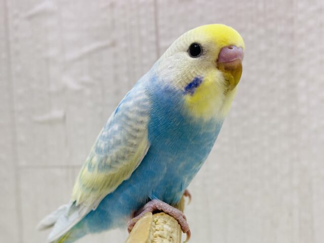 最新画像有ります❗️✨キラキラシャボン玉🫧透明感溢れるセキセイインコやって来た🙌