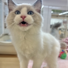 激甘えん坊すぎて溶けそう……ラグドールくん！