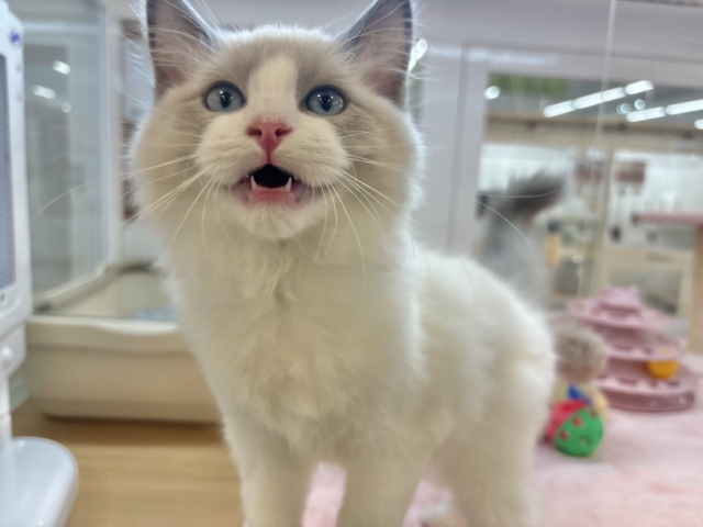 激甘えん坊すぎて溶けそう……ラグドールくん！