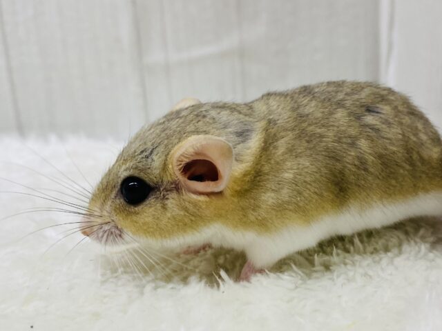 尻尾に幸せまるっと詰め込みました〜❤️ファットテールジャービル男の子👑