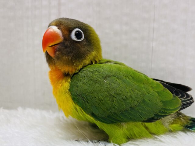 最新画像有ります❗️毎日がカラフルに〜❤️🧡💚キエリボタンインコやって来た‼️