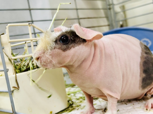 【最新画像更新☆☆】ツルスベな子ブタちゃん？？？　スキニーギニアピック