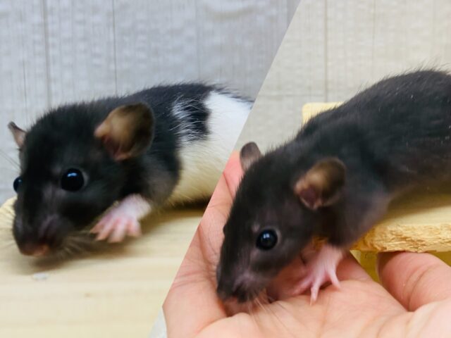 シックに黒黒ファンシーラット⭐️男の子‼️