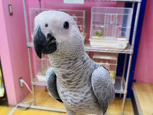 最新画像あります！お喋り予備軍‼️賢いですよ〜🧐ヨウムのヒナがやって来ました🙌