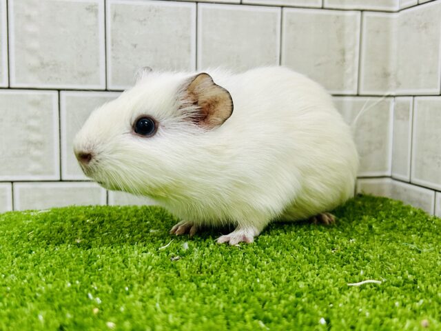 まっちろ雪モルモット？？⛄　イングリッシュモルモット