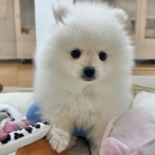 アザラシに大変身〜！？ポメラニアンくん！