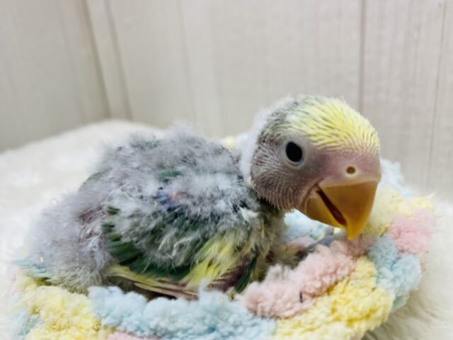 💛優しさまとった森のパレット🌳小桜インコのブルーチェリーパイド💛