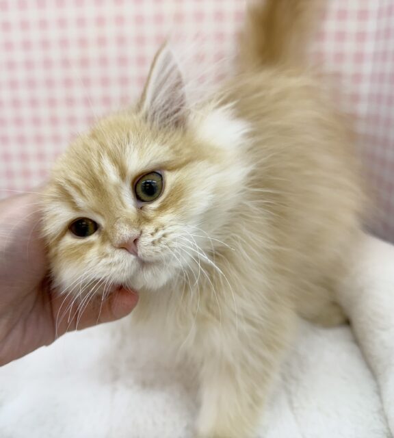 最新画像！なにこの可愛さ😍ミヌエットくん！