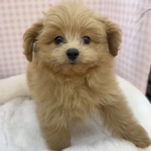 最新📷ふわふわ〜☁️ポメプーの女の子