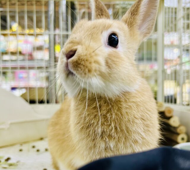 【最新画像更新☆☆】コロコロのみかんボール🍊　ネザーランドドワーフ