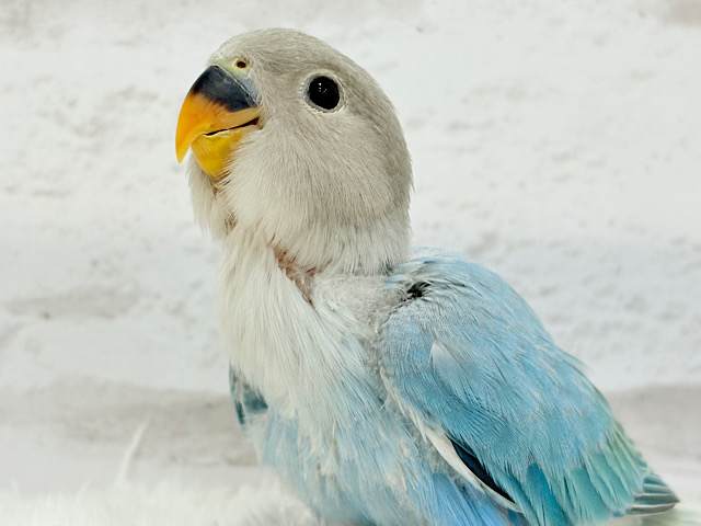 【最新画像更新🪄】神秘的な美しさ🐣💎🫧コザクラインコ(ブルーオパーリン) ヒナ