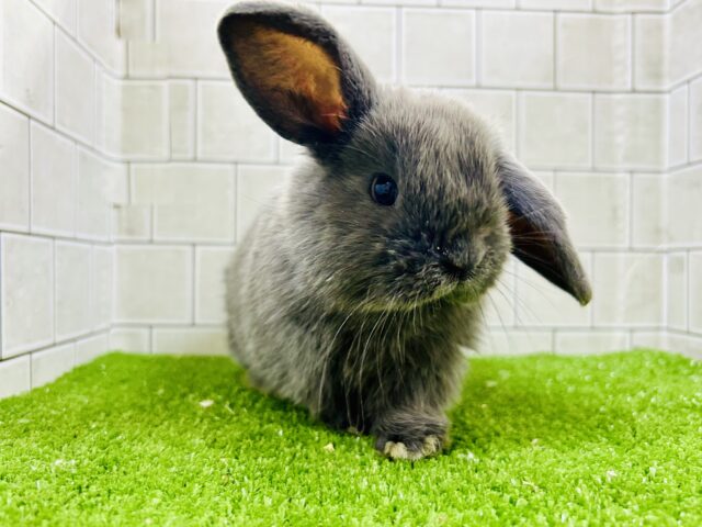 キュ～となベビーが久しぶりに登場！！　ロップイヤーラビット