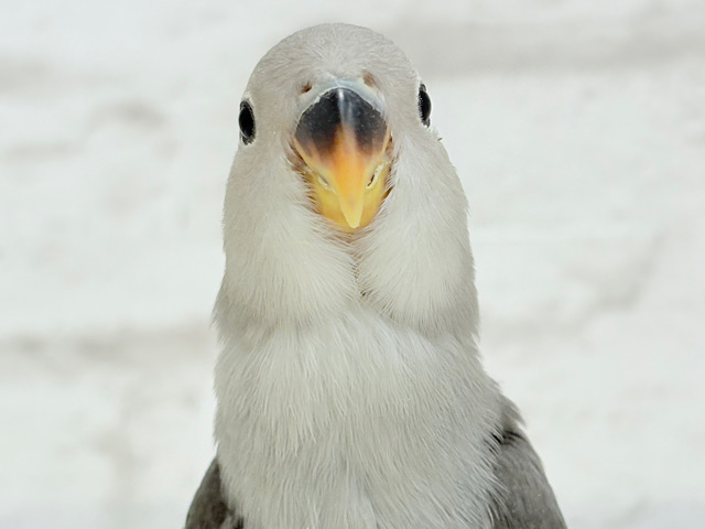 【最新画像更新🪄】痺れるギャップにメロメロ💖コザクラインコ(モーブ) ヒナ