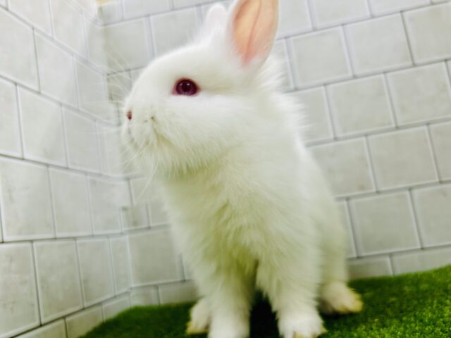 将来はワイルドモサモサな雪ん子ちゃん⛄　ライオンラビット