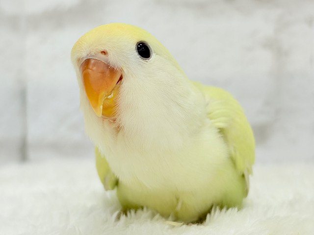 【最新画像更新🪄】ふんわり甘め🧁コザクラインコ(シナモン) ヒナ