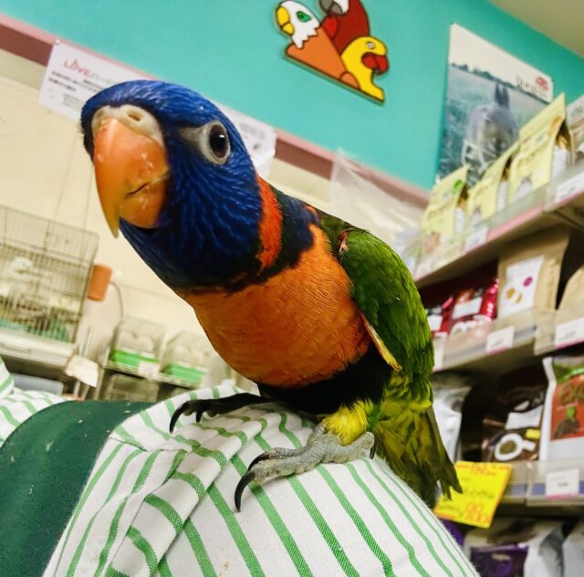 【最新画像更新☆☆】雨あがりはハレバレレインボー🌈(^_-)-☆　ゴシキセイガイインコ