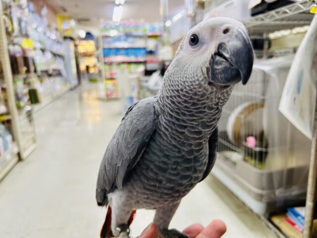 【最新画像更新☆☆】甘ったれBIGベビーが柏にもついに・・・　ヨウム