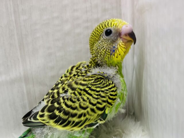✨芸術レベルのびっしり模様✨セキセイインコのノーマルカラー⭐️