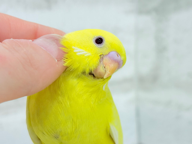 【最新画像更新🪄】スーパーイエロー💛たまごちゃん🐣セキセイインコ(ルチノー) ヒナ