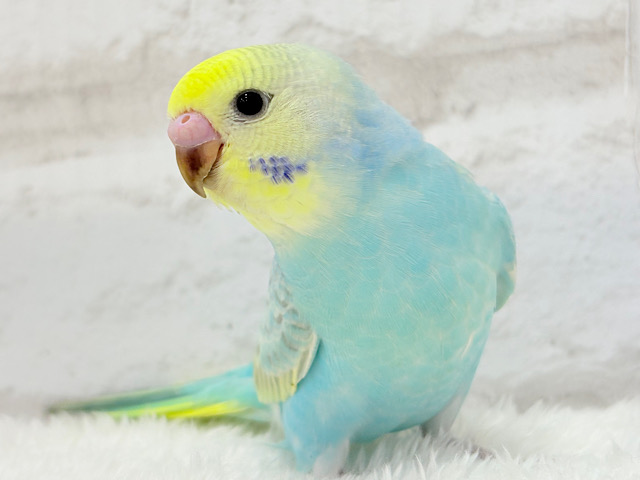 【最新画像更新🪄】パステル界の美人担当.*･ﾟセキセイインコ(パステルレインボー) ヒナ
