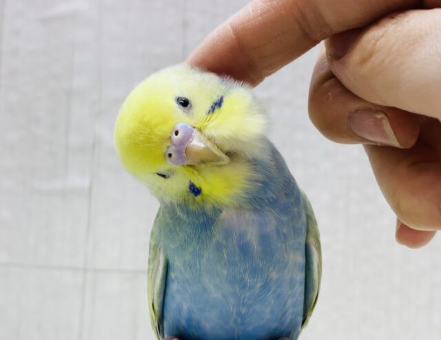 最新画像・動画あります🩷🌸見ているだけで春が訪れます🌷セキセイインコのパステルカラーレインボー🫧‪