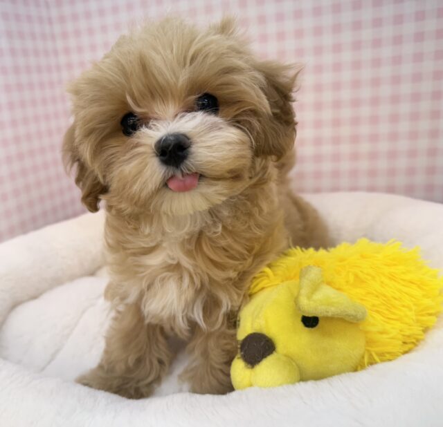 最新📷メロメロ必須！マルプーの女の子💖