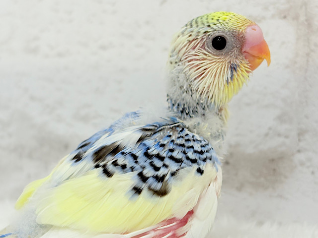 お花みたいなキュート色🐣🌼🪻セキセイインコ(パステルレインボーパイド) ヒナ