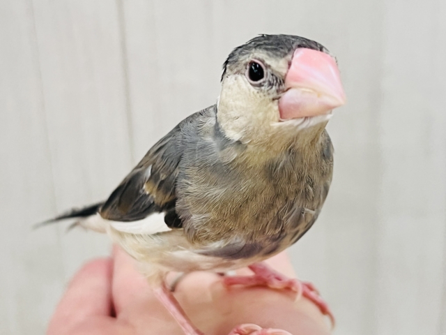 可愛い動画更新💓‪慣れすぎて大変💕生え変わり中です✨桜文鳥〜🌸