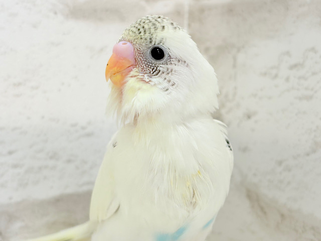 【最新画像更新🪄】好奇心の塊♥探検するゾ！！セキセイインコ(クリームハルクイン) ヒナ