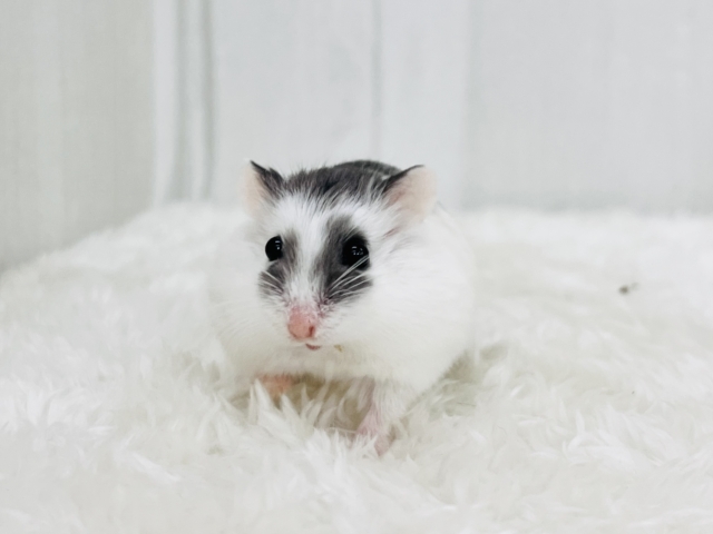 のんびり子牛くん🐮ロボロフスキーハムスターのブルーパイド🌻