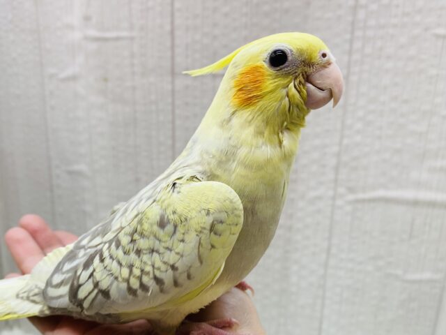 最新画像有ります❗️クリクリお目々が可愛い💛オカメインコヒナさんシナモンパールパイド