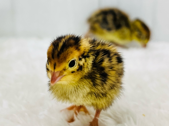 ウリ坊柄のピヨピヨ〜ず🐣ウズラの雛が入舎しました！