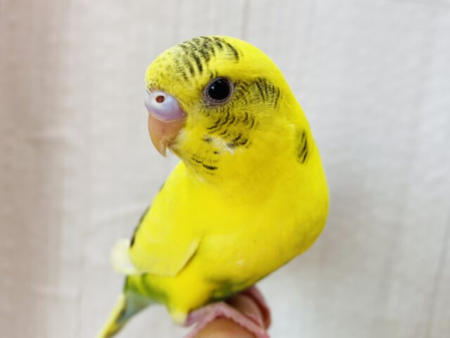 最新画像有ります🌱目つきはキリッと✨ワイルドにぃ〜セキセイインコの黄ハルクイン⭐️